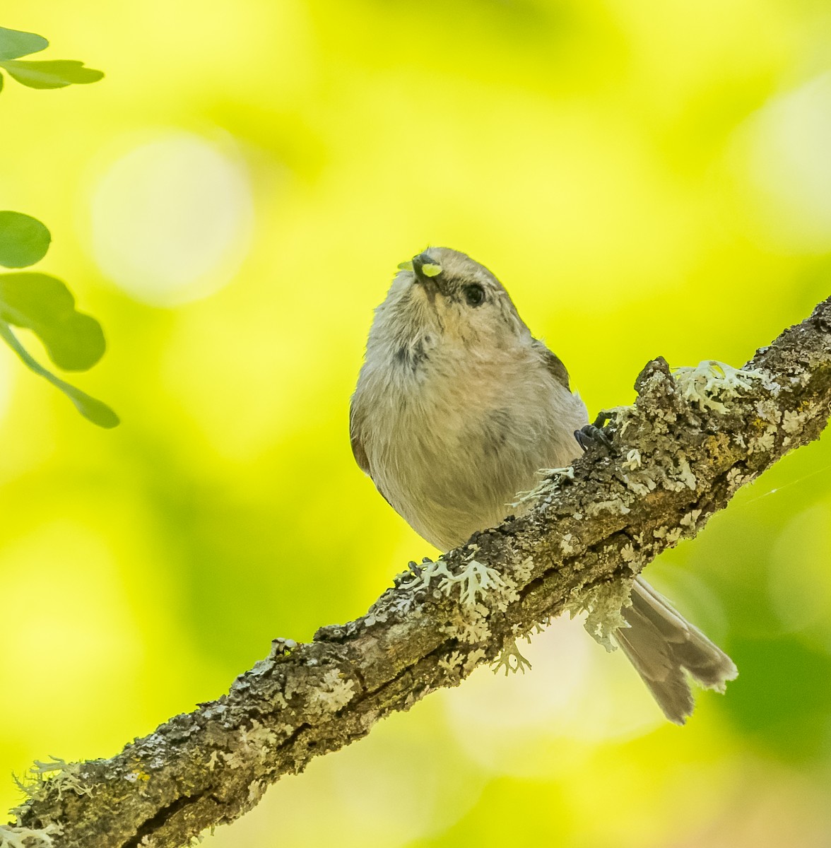 Bushtit - ML594685071