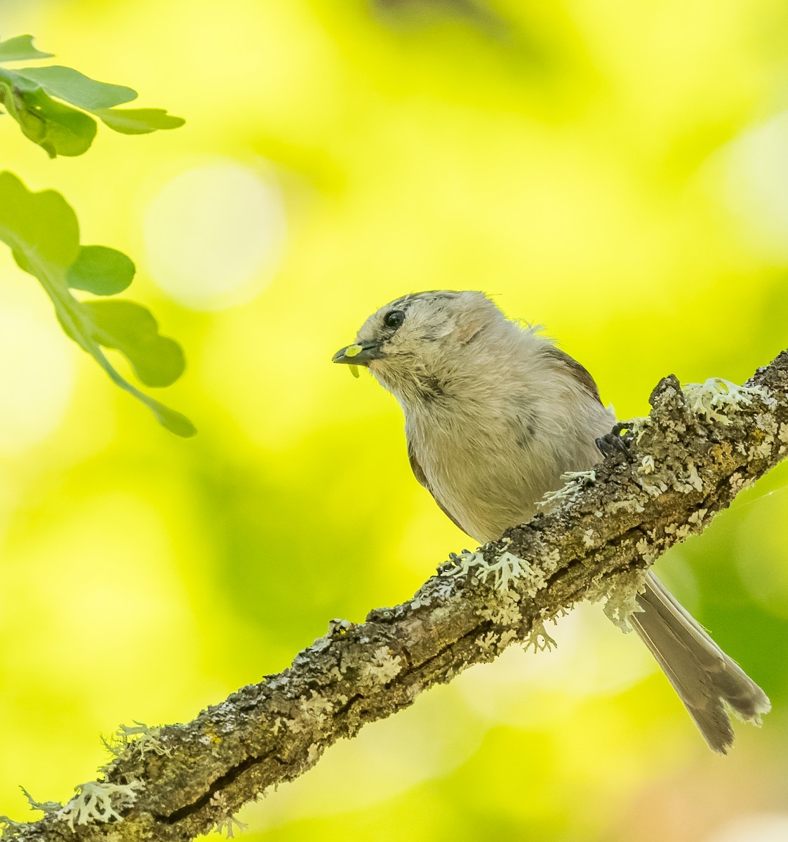 Bushtit - john bishop