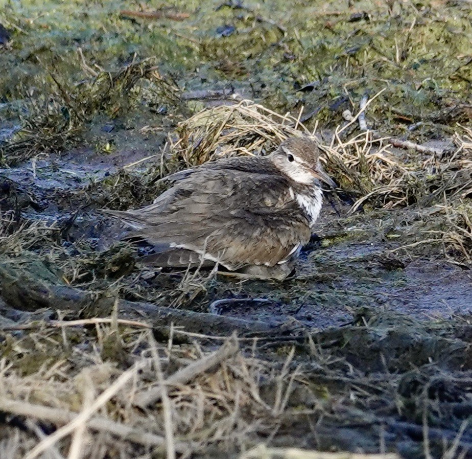 Spotted Sandpiper - ML594685111