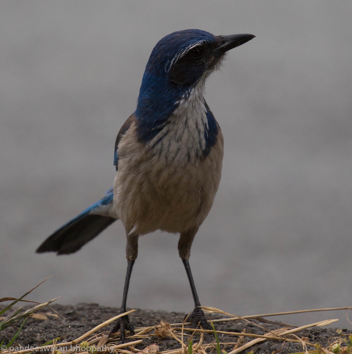 California Scrub-Jay - Pandeeswaran  Bhoopathy