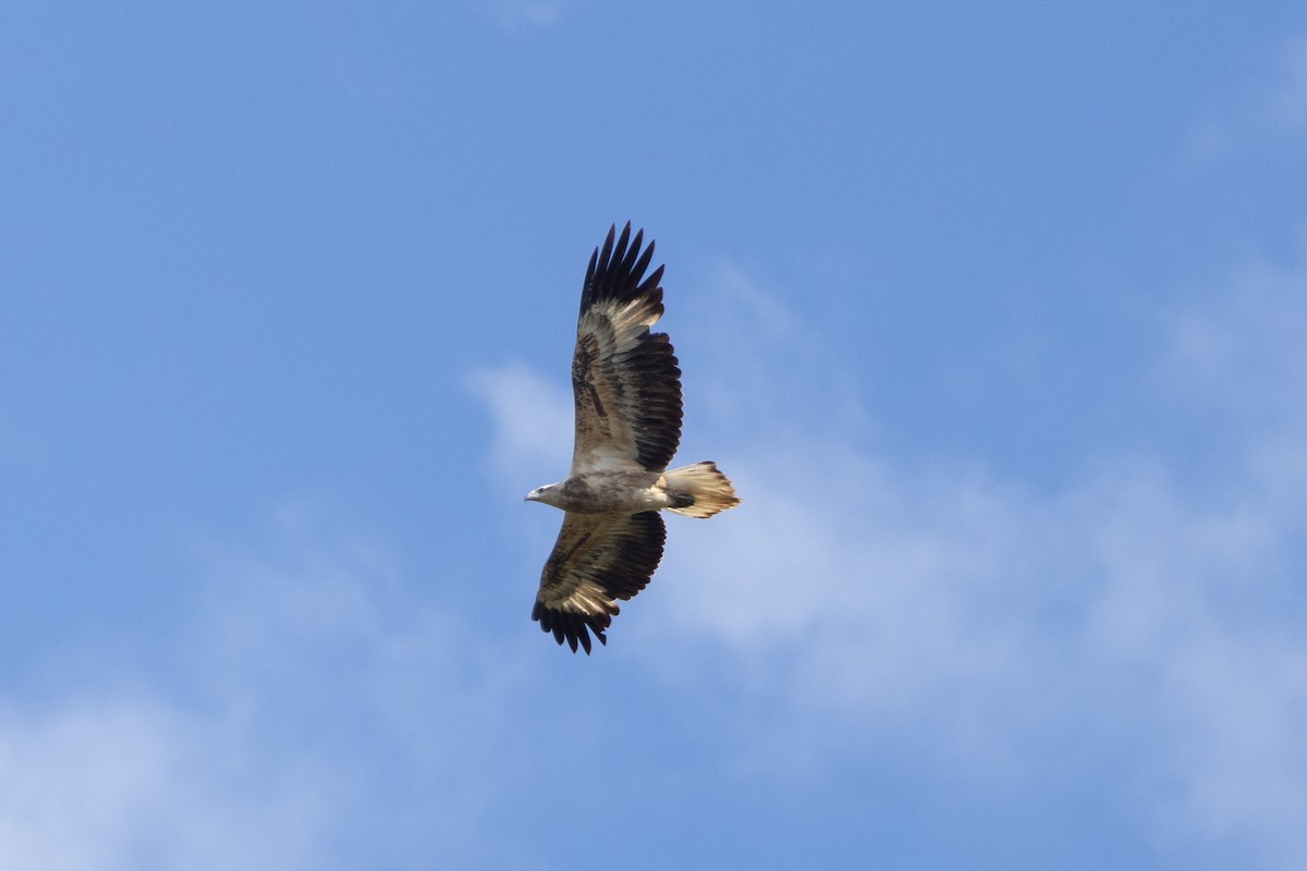 White-bellied Sea-Eagle - Chris Burwell