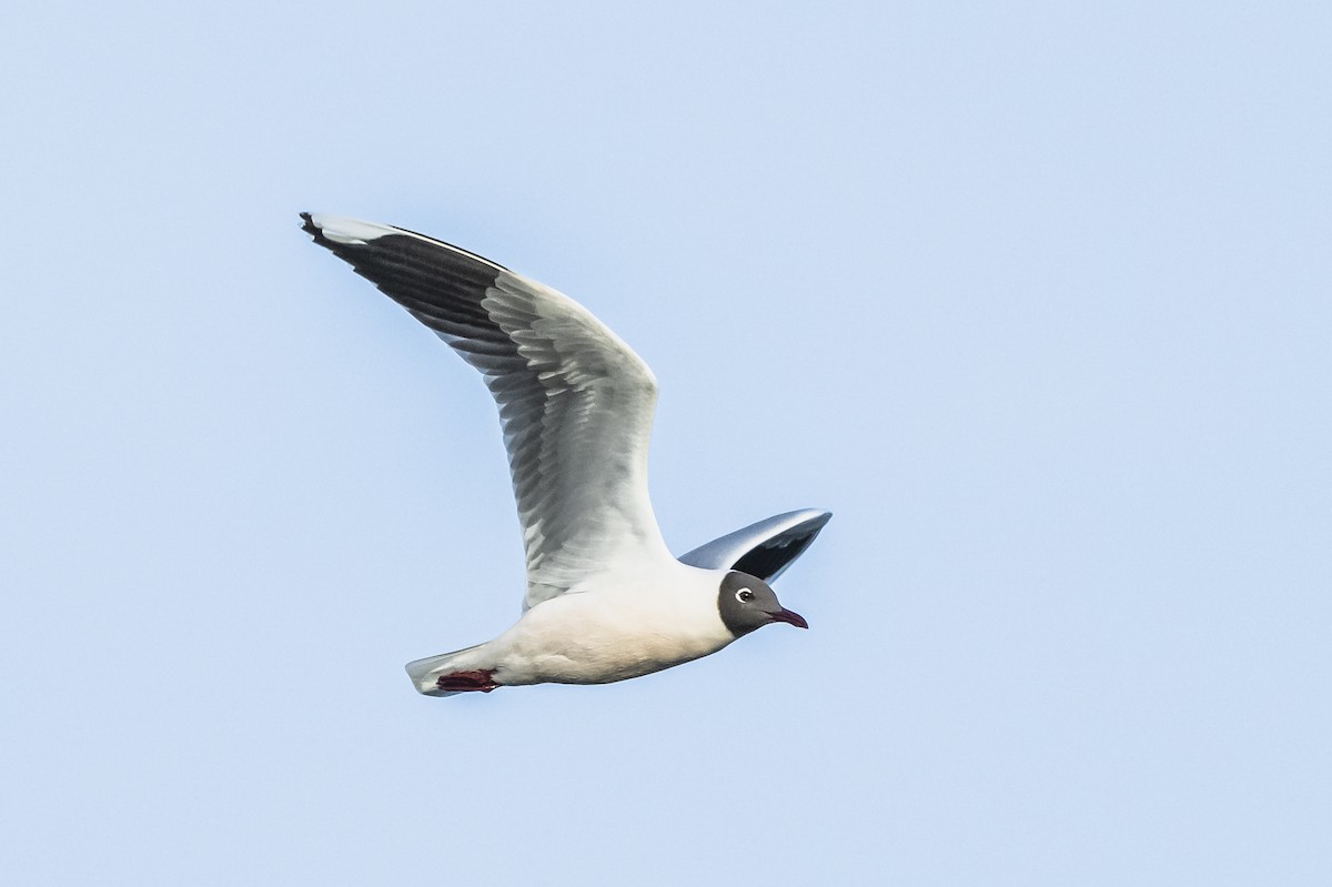 Brown-hooded Gull - ML594686201