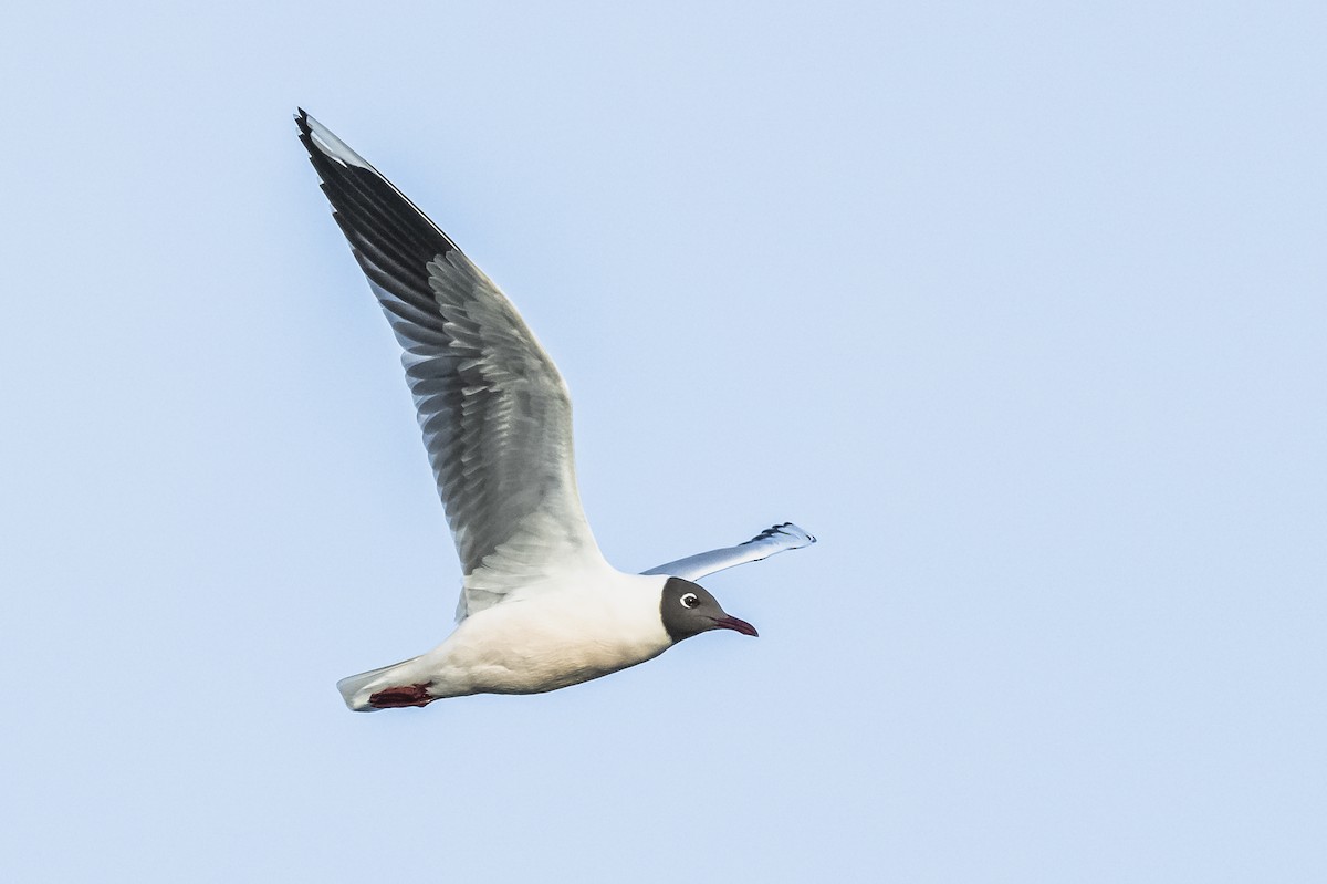 Brown-hooded Gull - Amed Hernández