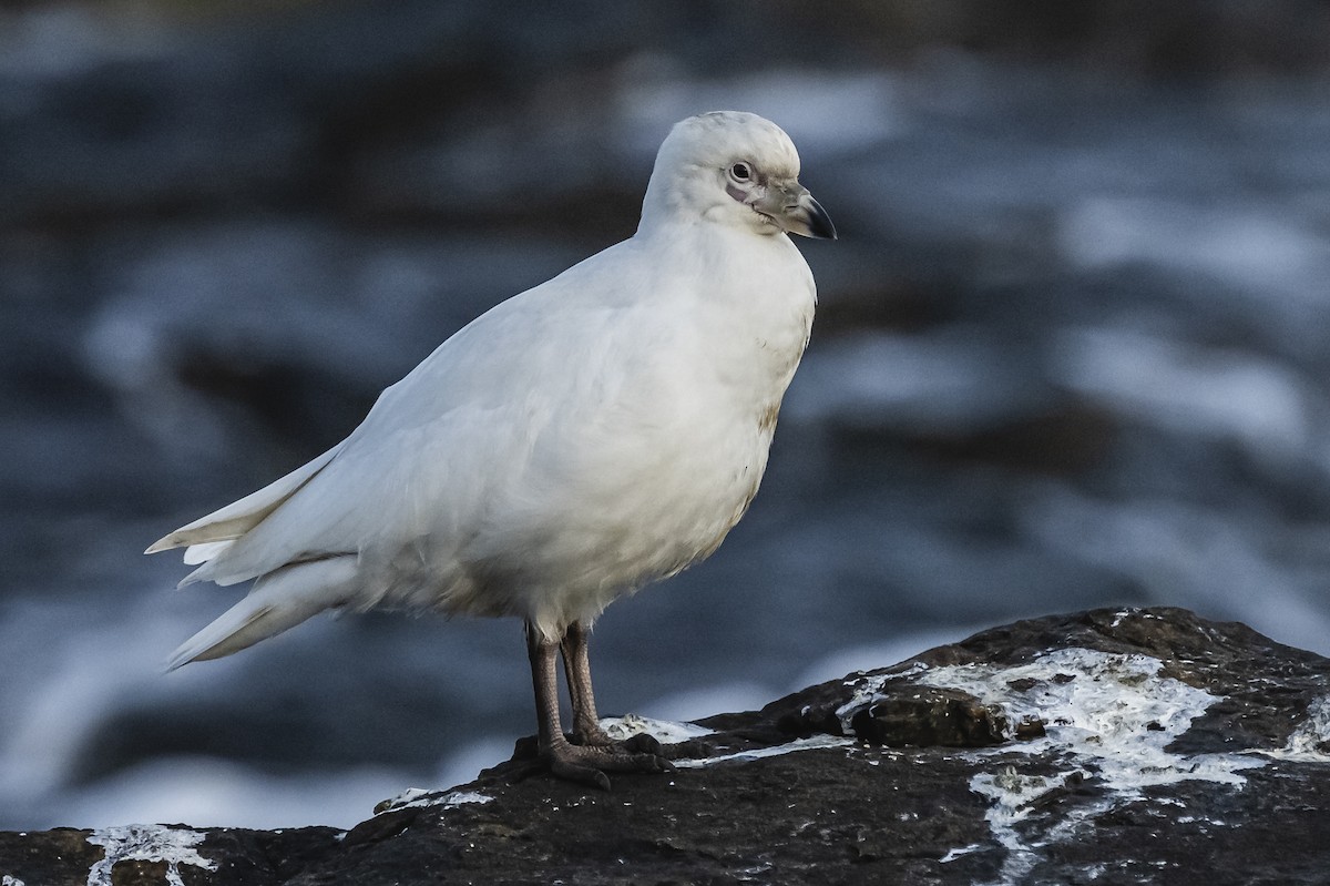 Snowy Sheathbill - ML594686301