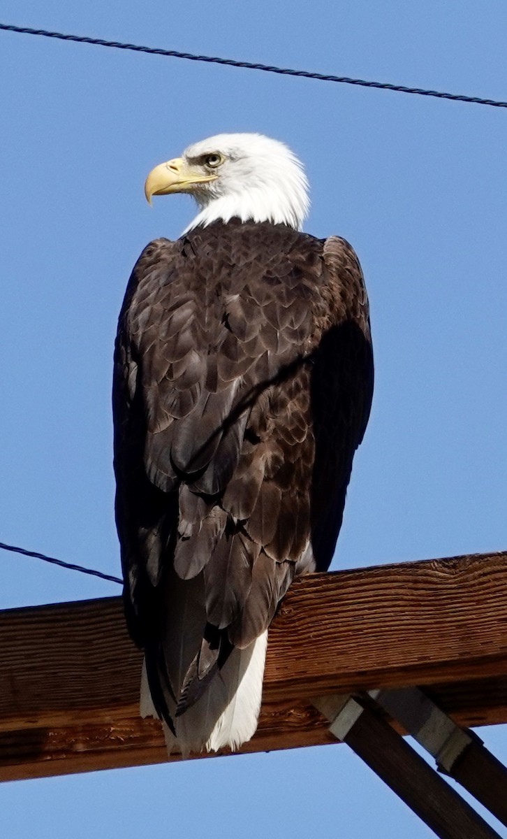 Bald Eagle - ML594686751