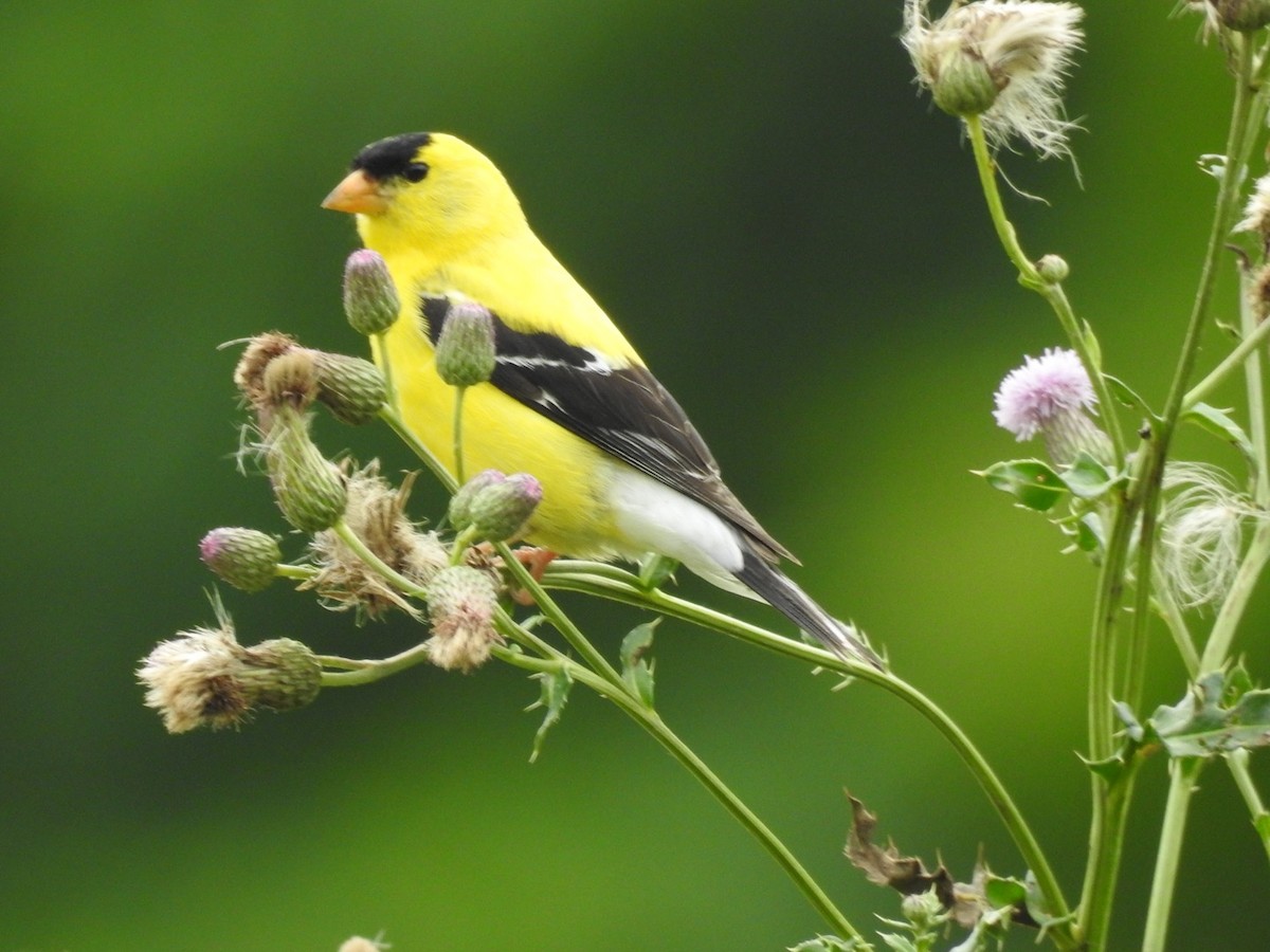 American Goldfinch - ML594687261