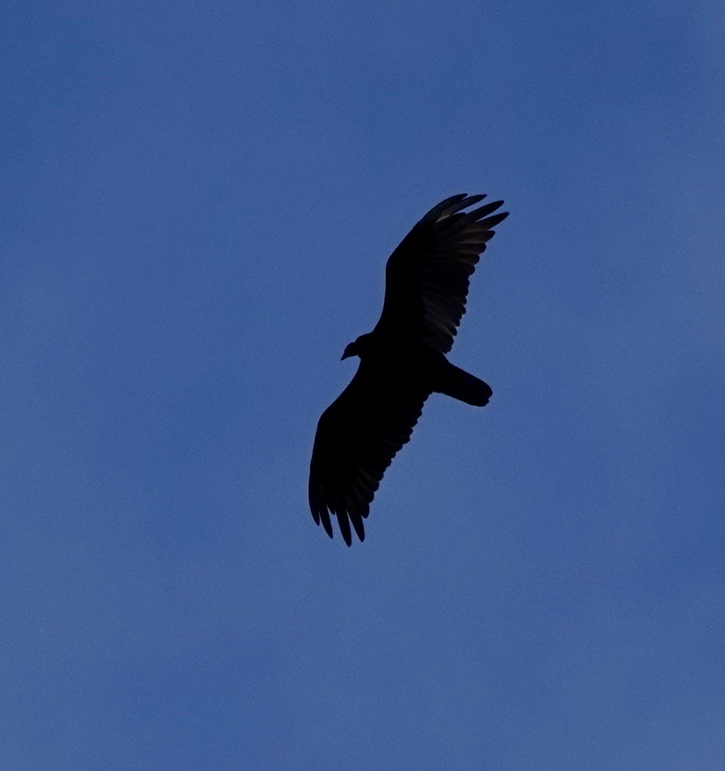 Turkey Vulture - ML594688901