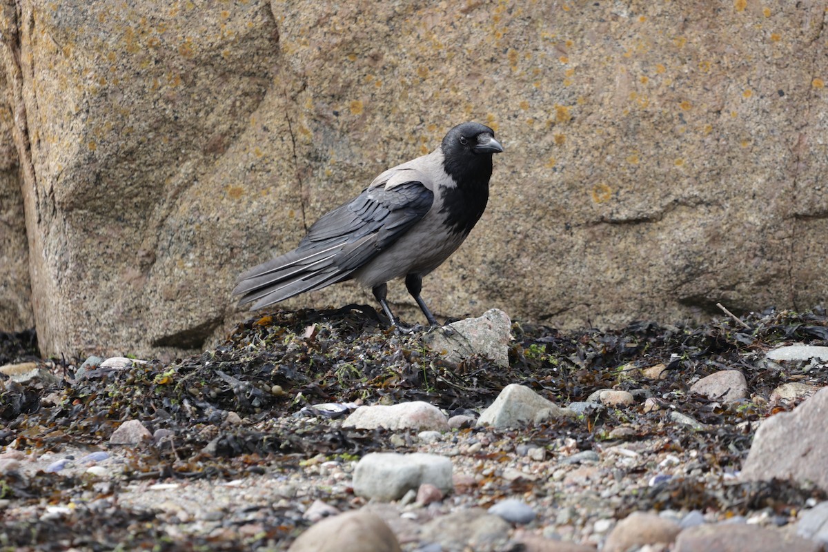 Hooded Crow - Jeremy Pete