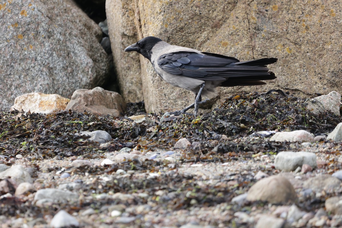 Hooded Crow - Jeremy Pete