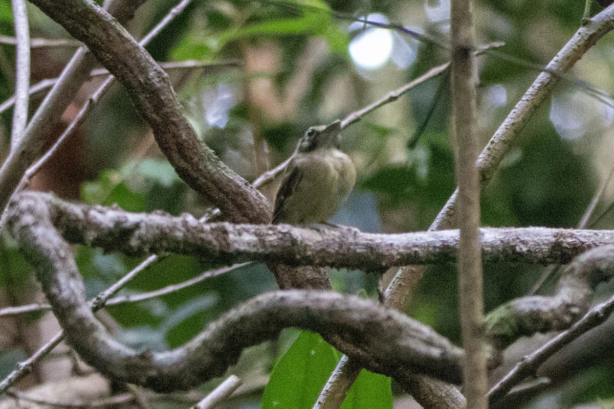 Stub-tailed Spadebill - ML594689811