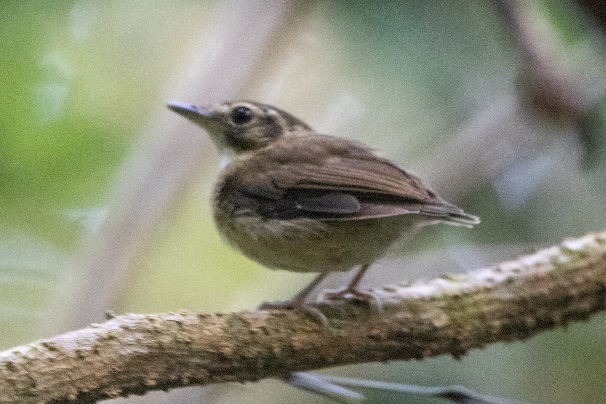 Stub-tailed Spadebill - ML594689821