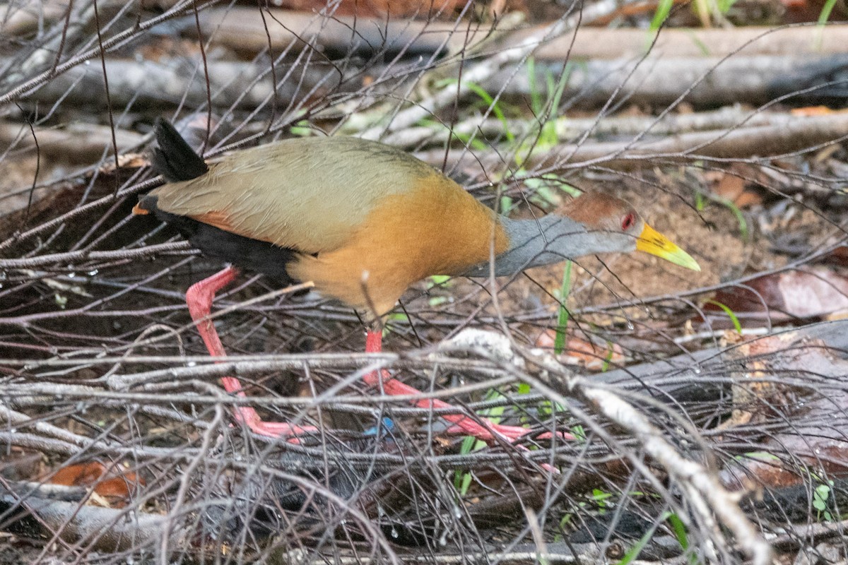 Russet-naped Wood-Rail - ML594690801