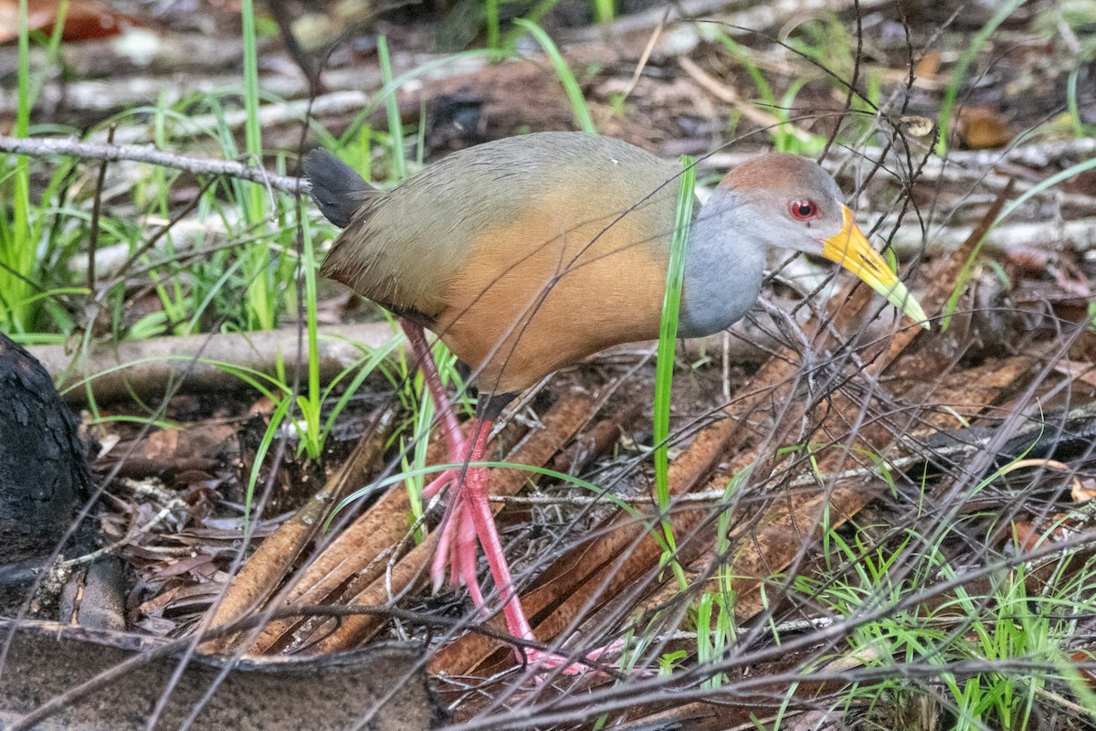 Russet-naped Wood-Rail - ML594690811