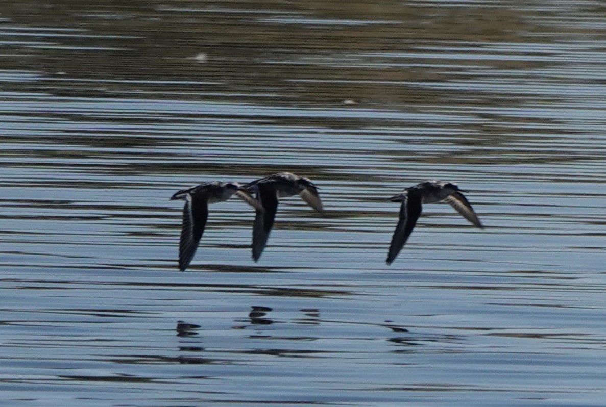 Wilson's Phalarope - ML594690831