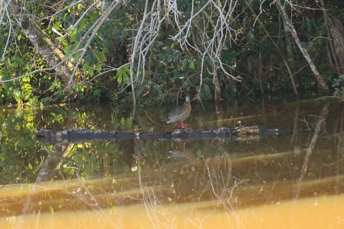 Pato Brasileño - ML594690871