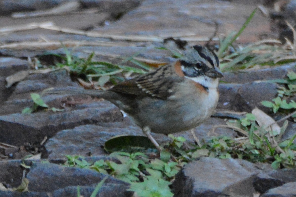 Rufous-collared Sparrow - ML594691641