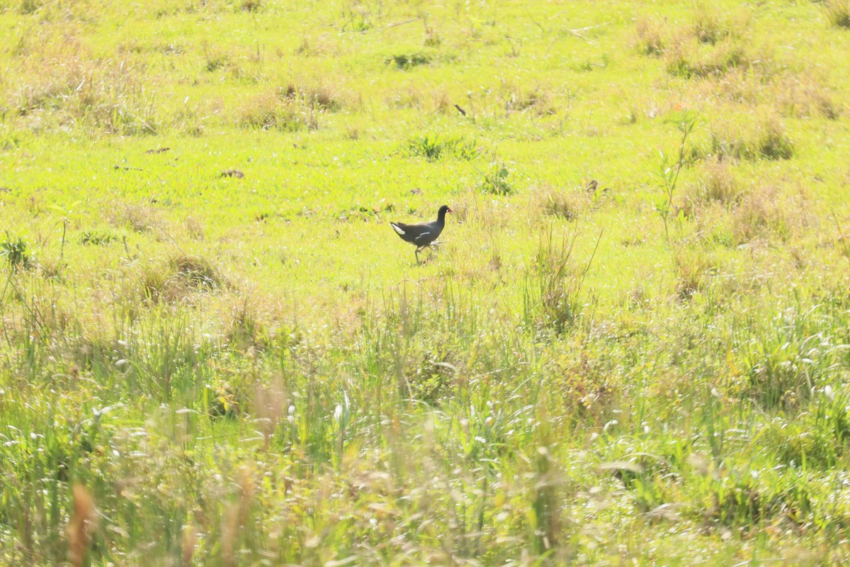 Gallinule d'Amérique - ML594691681