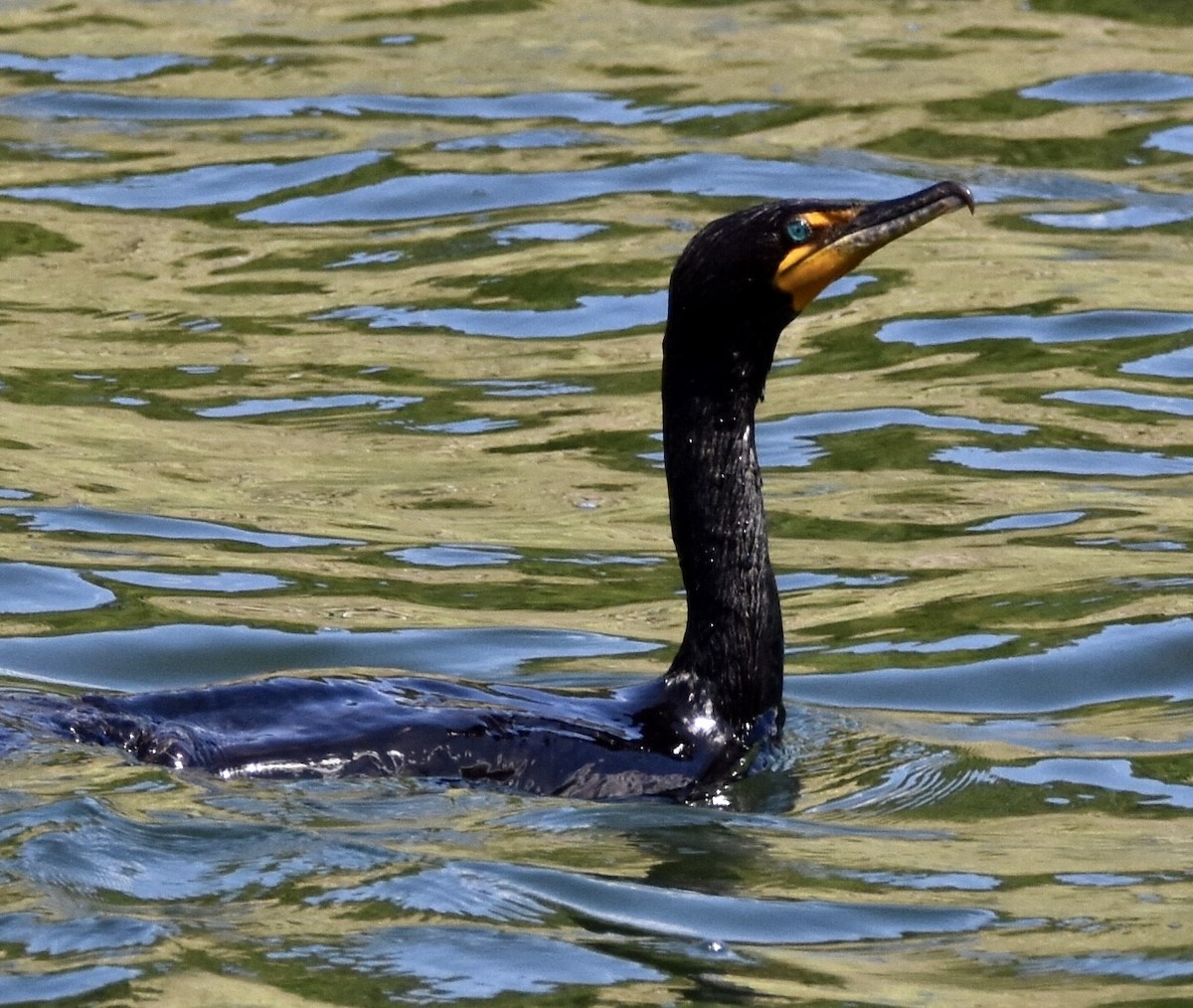 Double-crested Cormorant - ML594691901