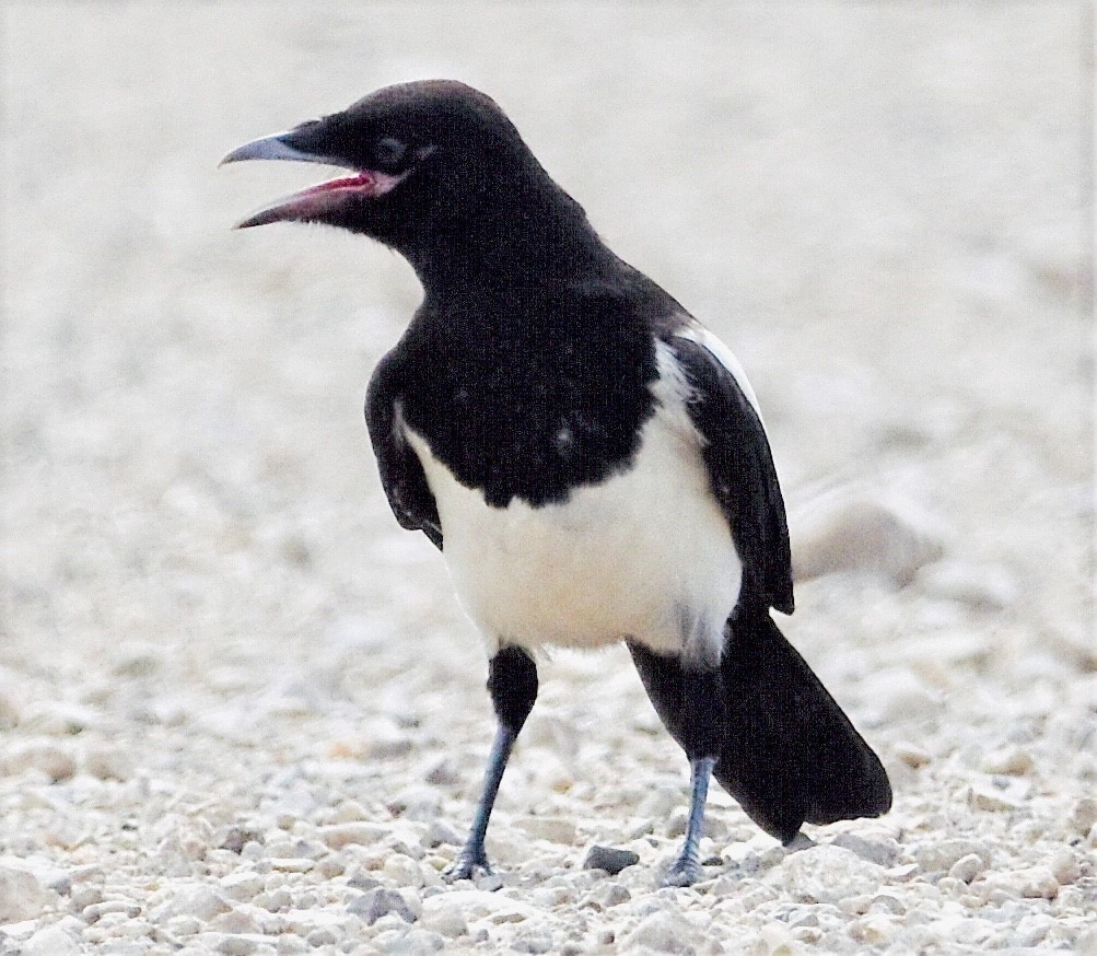 Black-billed Magpie - Jason C. Martin