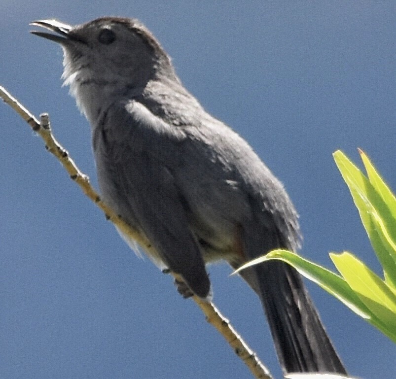 Pájaro Gato Gris - ML594692281