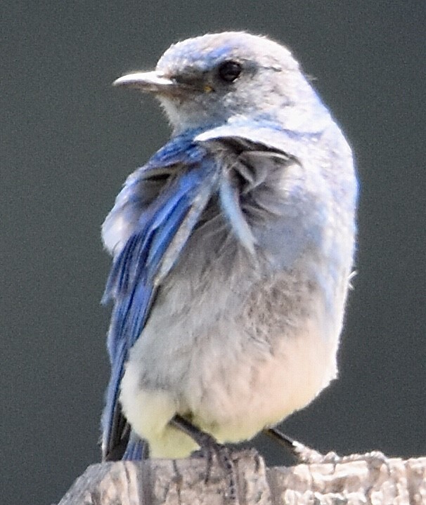 Mountain Bluebird - Jason C. Martin