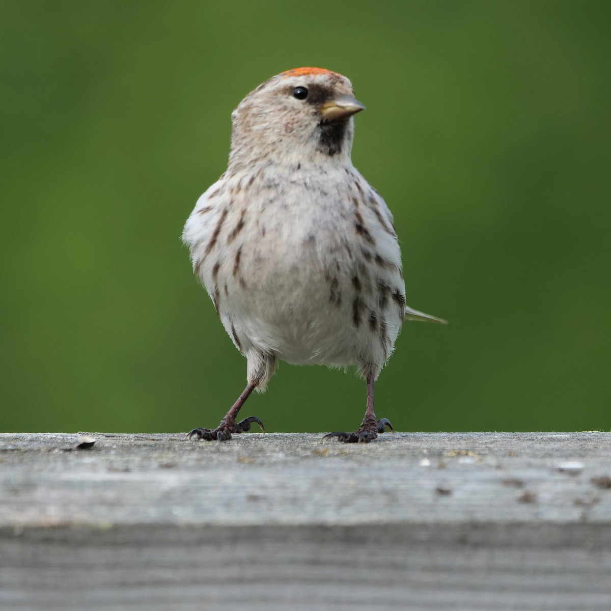 Redpoll (Common) - ML594692951