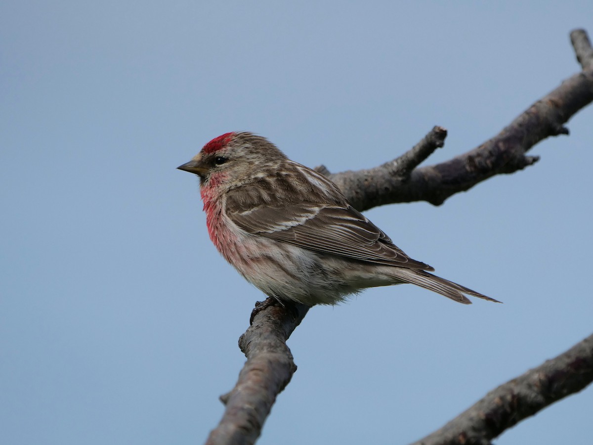 Redpoll (Common) - ML594692971