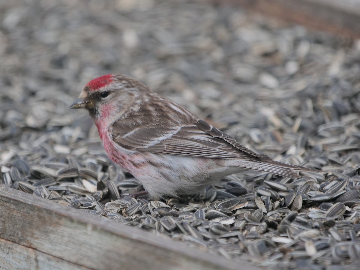 Redpoll (Common) - ML594693121