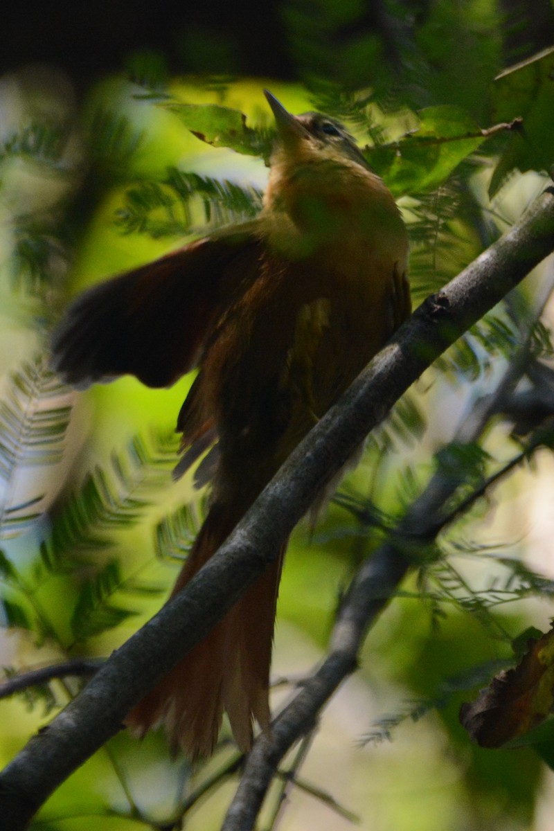 Ochre-breasted Foliage-gleaner - ML594693201