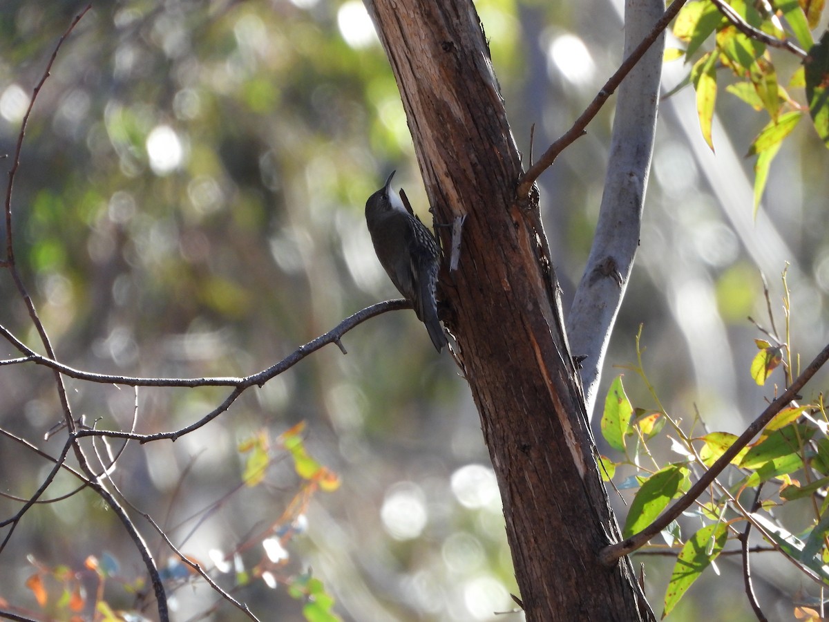 White-throated Treecreeper - ML594693221