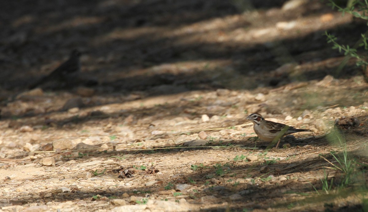 Lark Sparrow - ML594693781