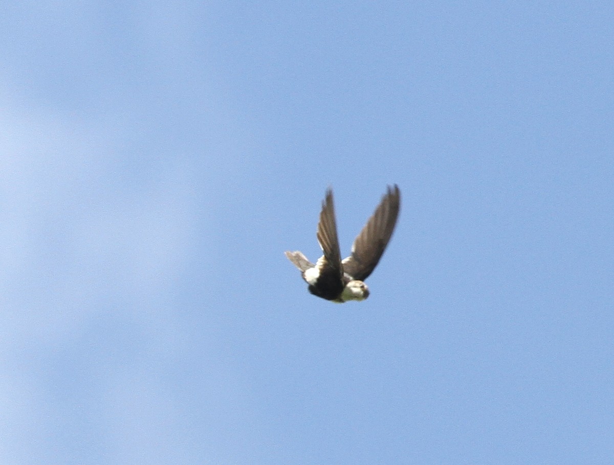 White-throated Swift - ML594693811