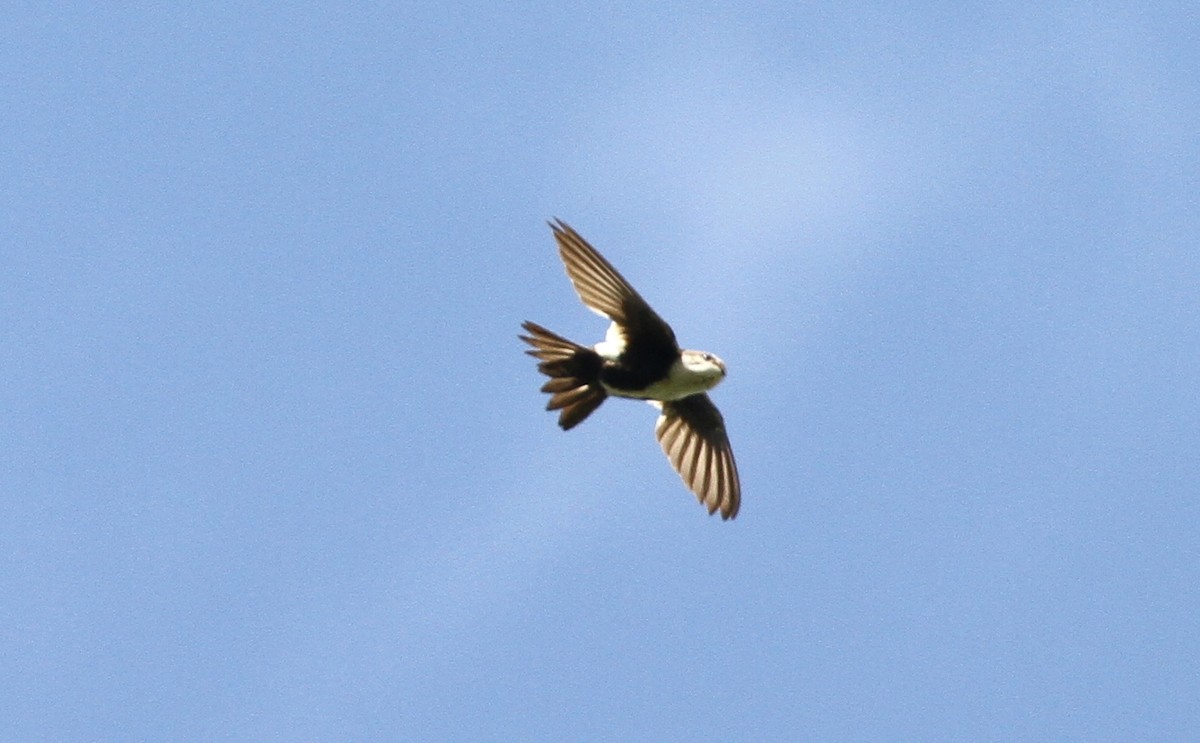 White-throated Swift - ML594693841