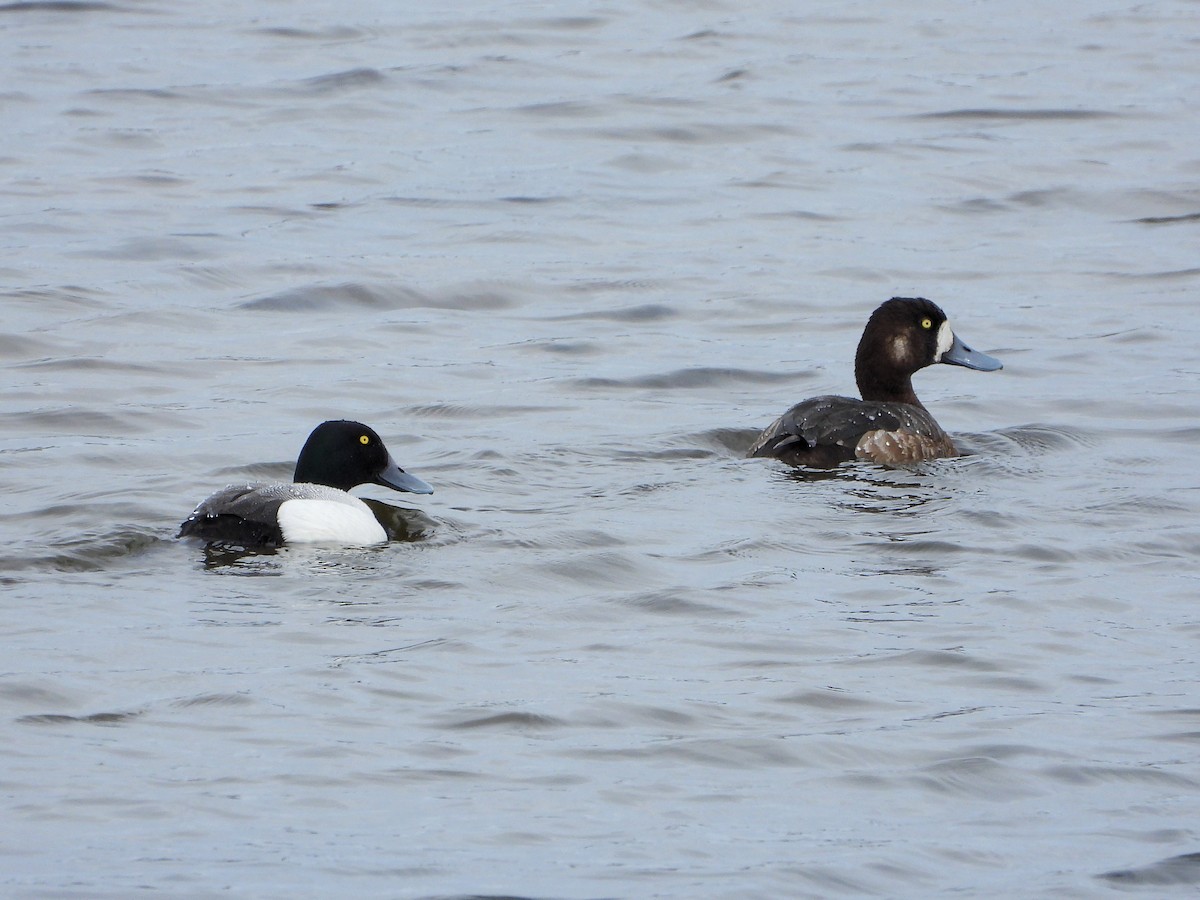 Greater Scaup - ML594694261