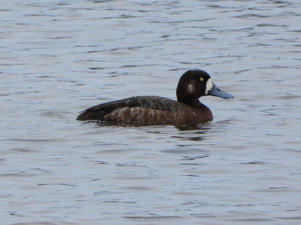Greater Scaup - ML594694341
