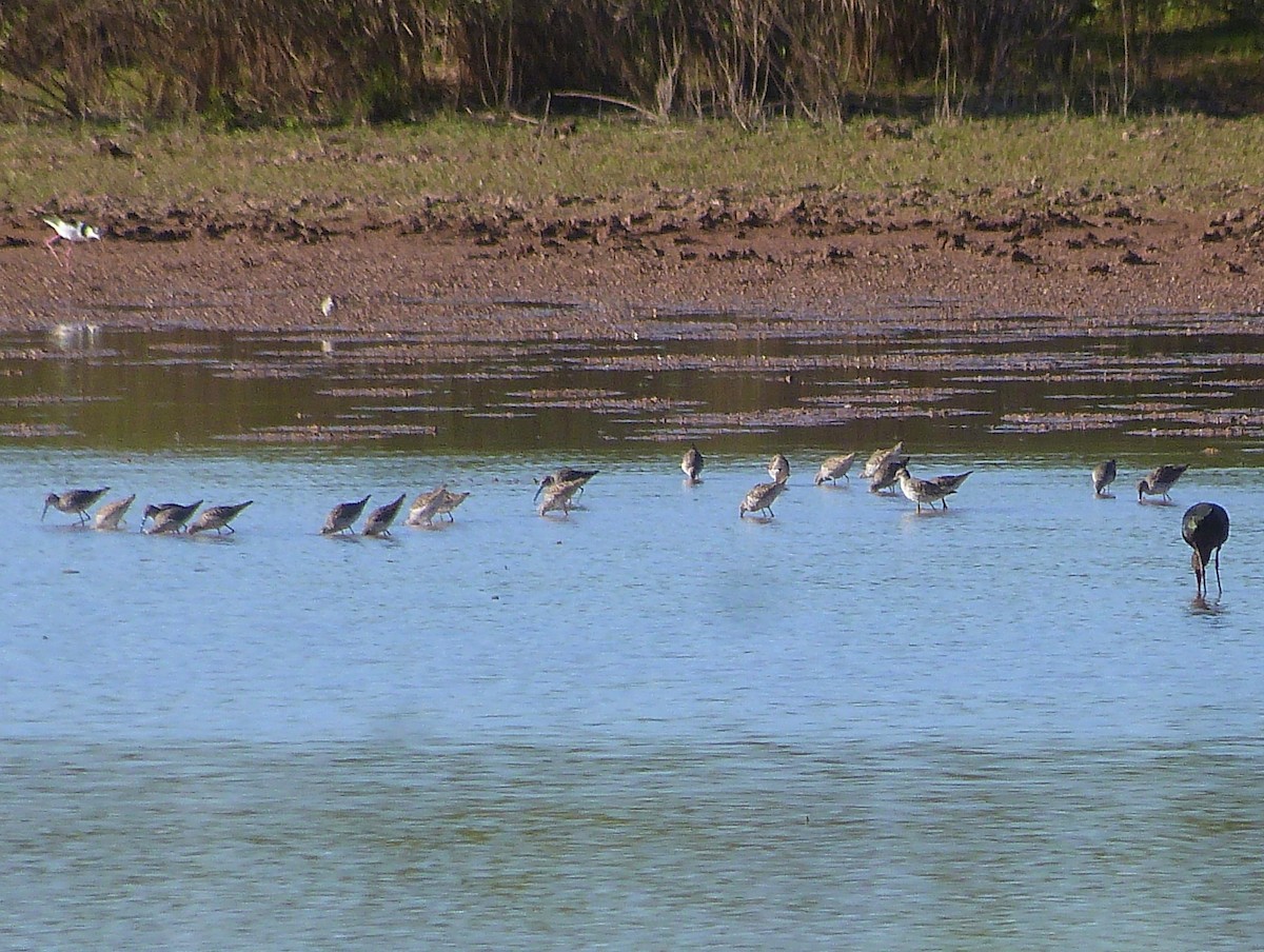 Stilt Sandpiper - ML594694361