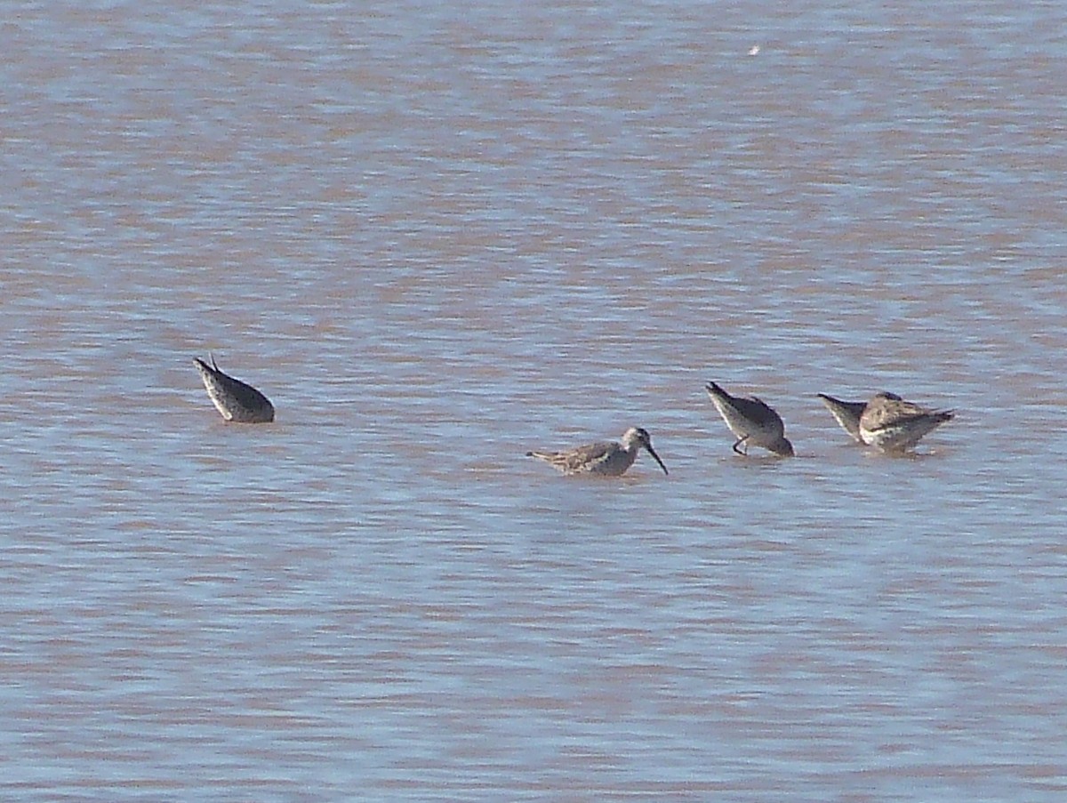 Stilt Sandpiper - ML594694491