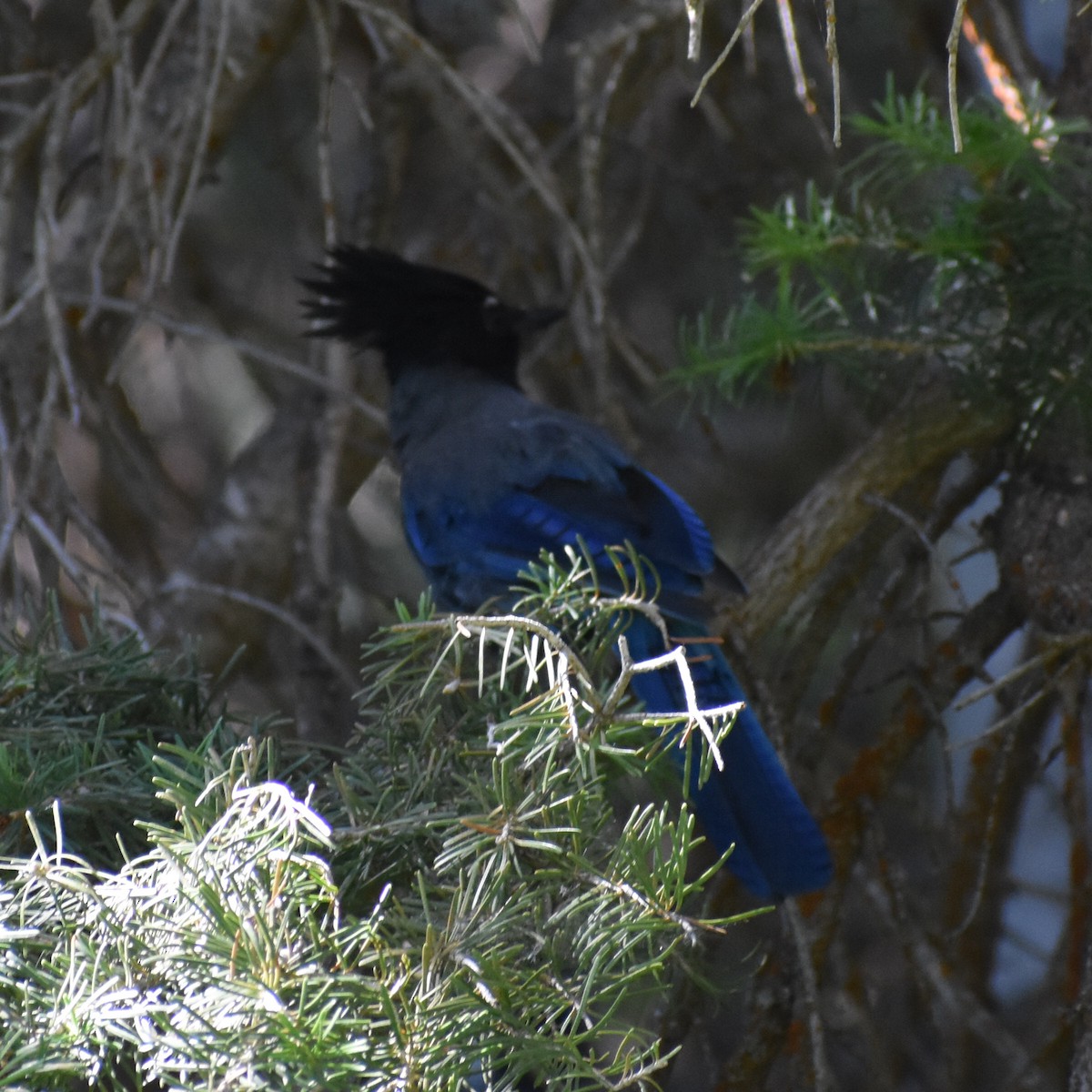 Steller's Jay (Southwest Interior) - ML594695151