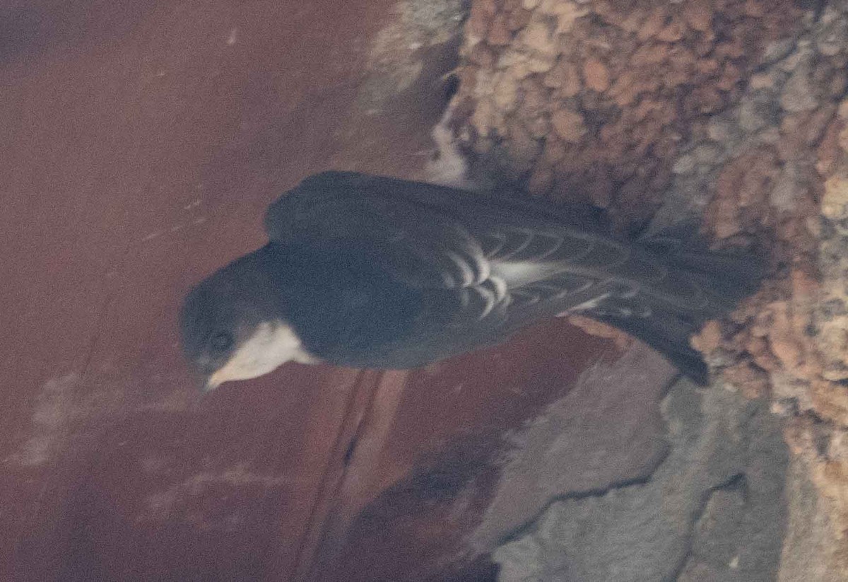 Western House-Martin - ML594695911