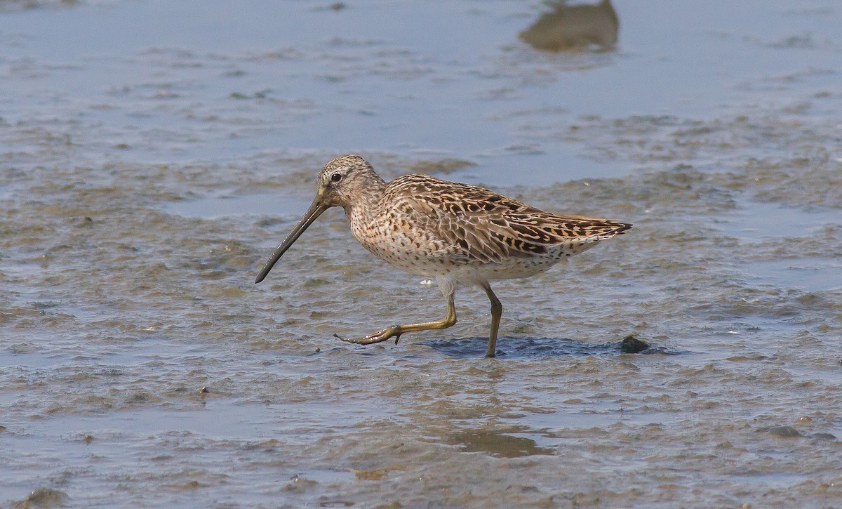 Short-billed Dowitcher - Nick Pulcinella