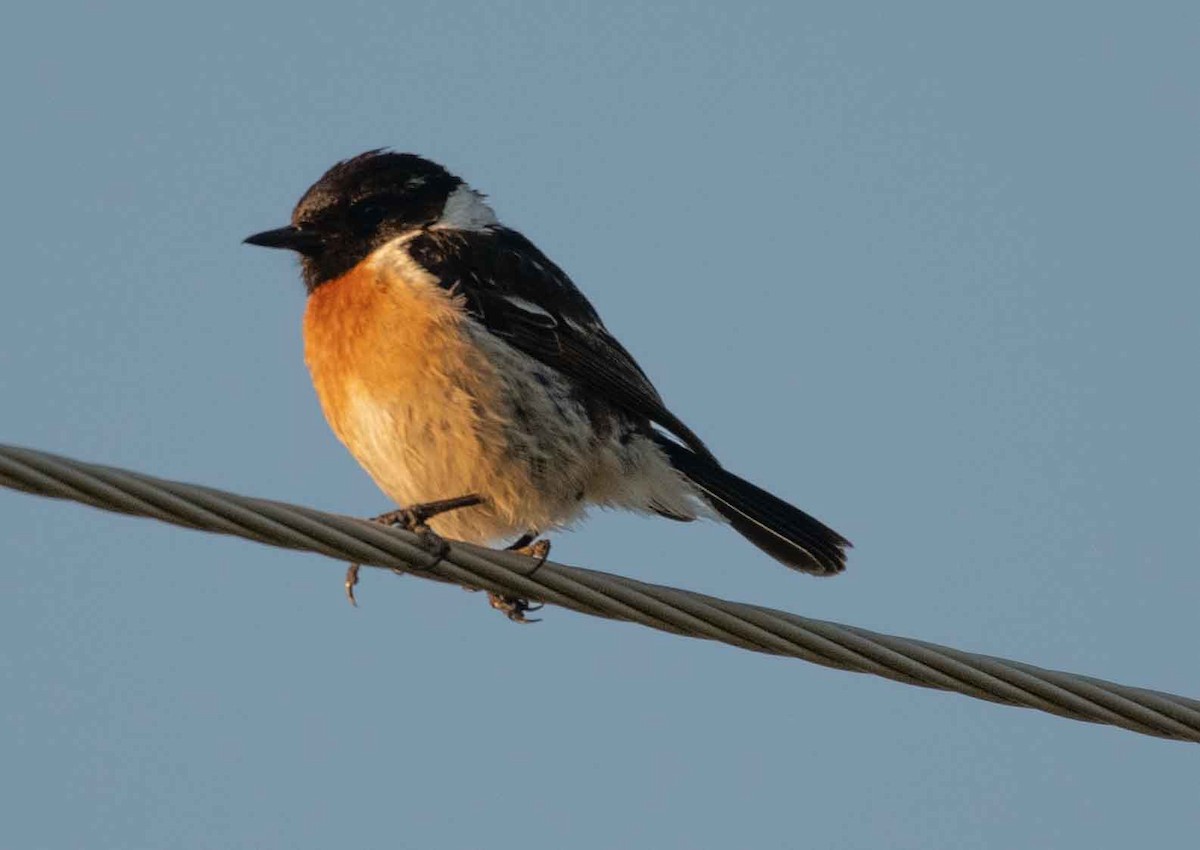 European Stonechat - ML594696681