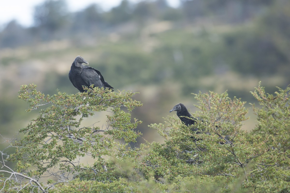 Black Vulture - ML594696781