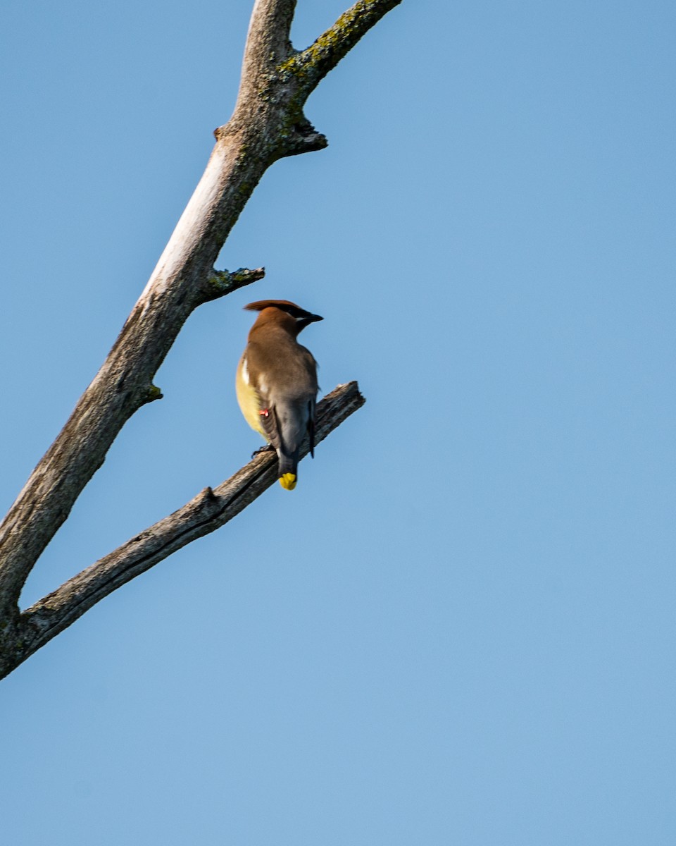 brkoslav americký - ML594697291