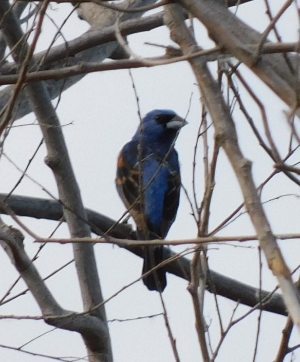 Blue Grosbeak - ML594697391