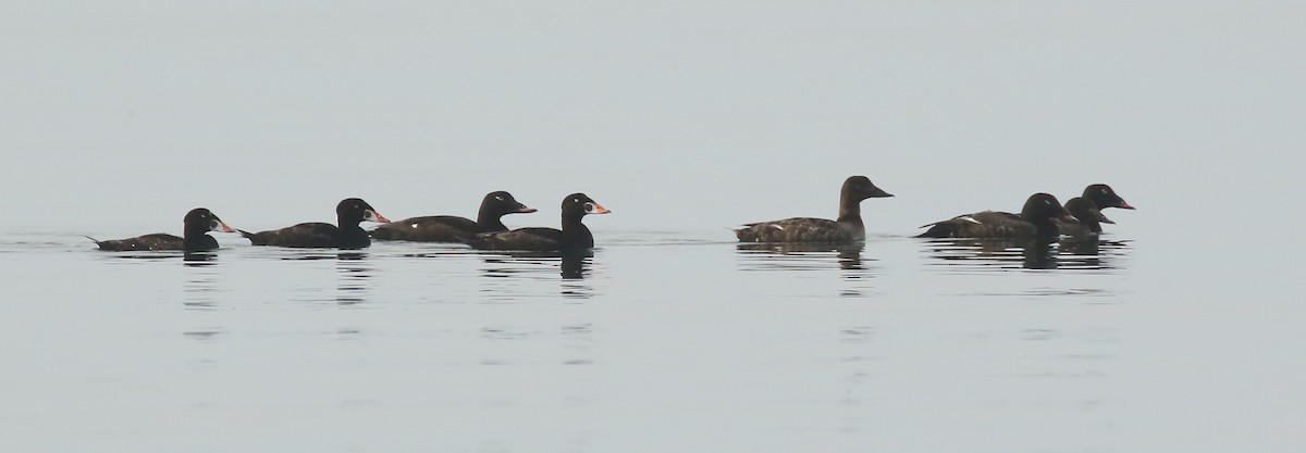 White-winged Scoter - ML594697611