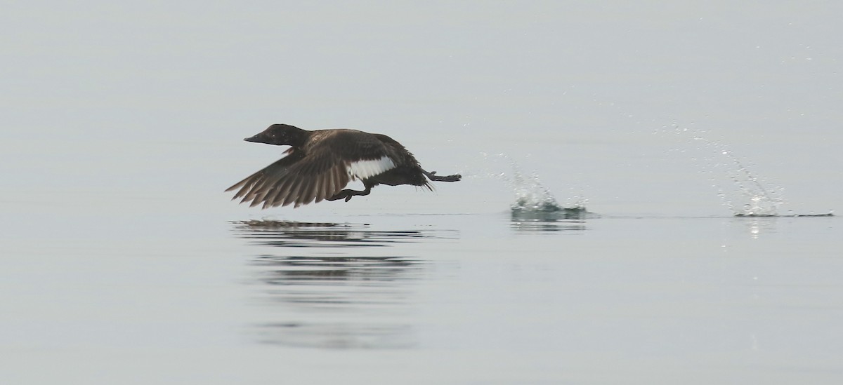 White-winged Scoter - ML594697621