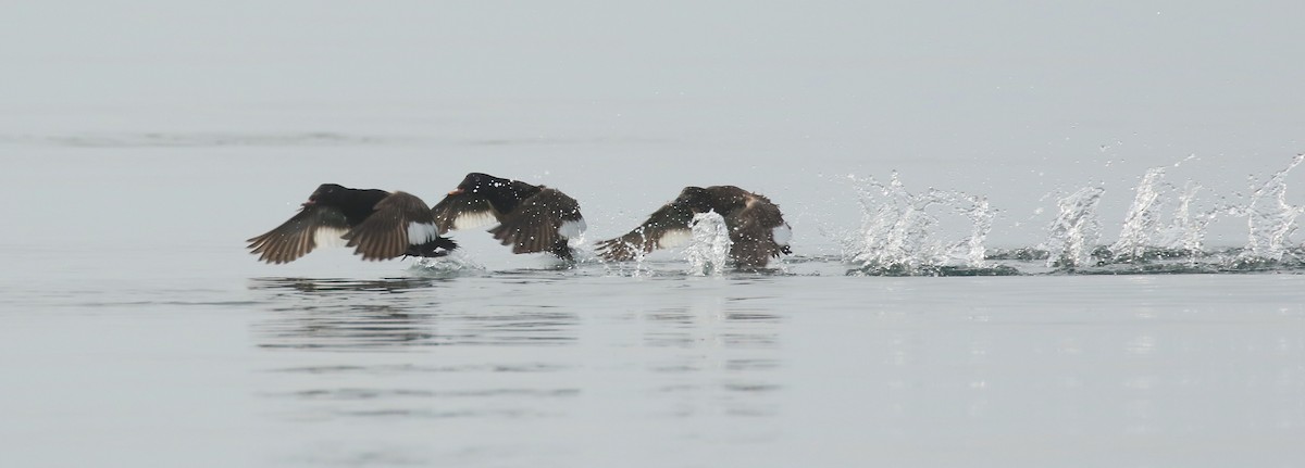 White-winged Scoter - ML594697631