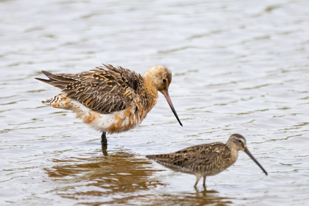 Bar-tailed Godwit - ML594697781