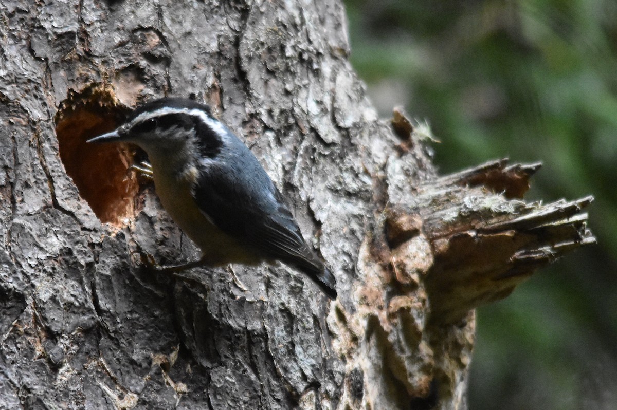 Red-breasted Nuthatch - ML59469871