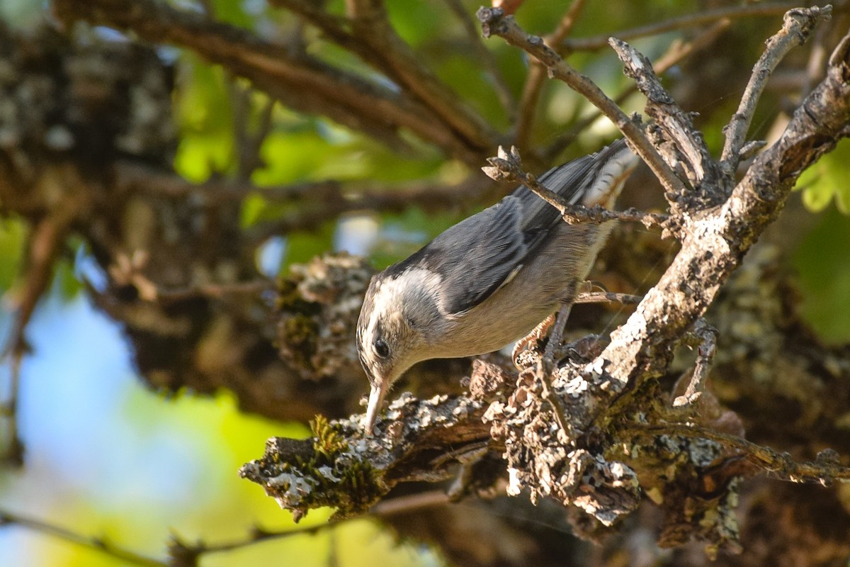 White-breasted Nuthatch - ML594699041